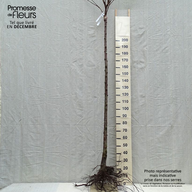 Amostra de Cerisier Schneiders Späte Knorpelkirsche - Prunus avium  Raízes nuas, Copo tal como entregue no inverno