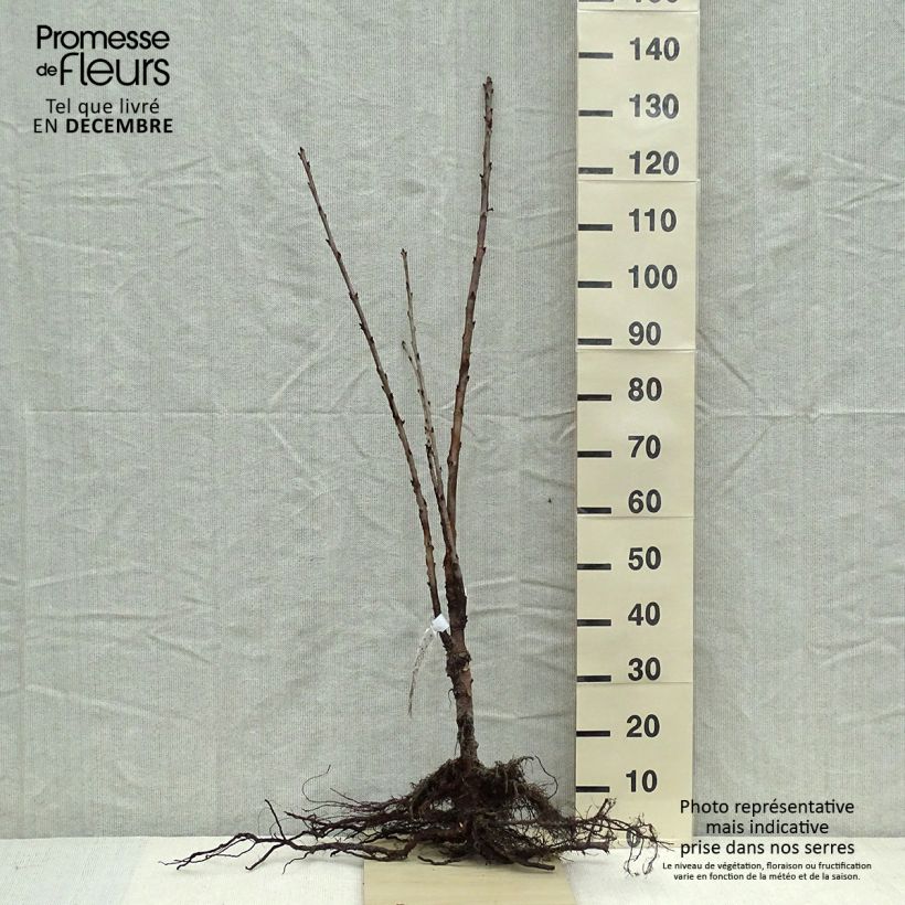 Amostra de Cerisier Schneiders Späte Knorpelkirsche - Prunus avium  Raízes nuas, Haste alta tal como entregue no inverno