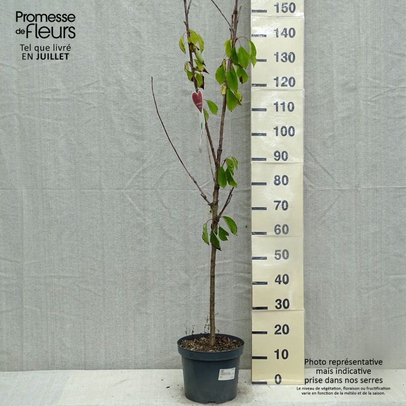 Amostra de Cerejeira Schneiders Späte Knorpelkirsche - Prunus avium Vaso de 7,5 L/10 L, Copo tal como entregue no verão