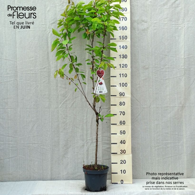 Amostra de Cerejeira Schneiders Späte Knorpelkirsche - Prunus avium Vaso de 7,5 L/10 L, Copo tal como entregue na primavera