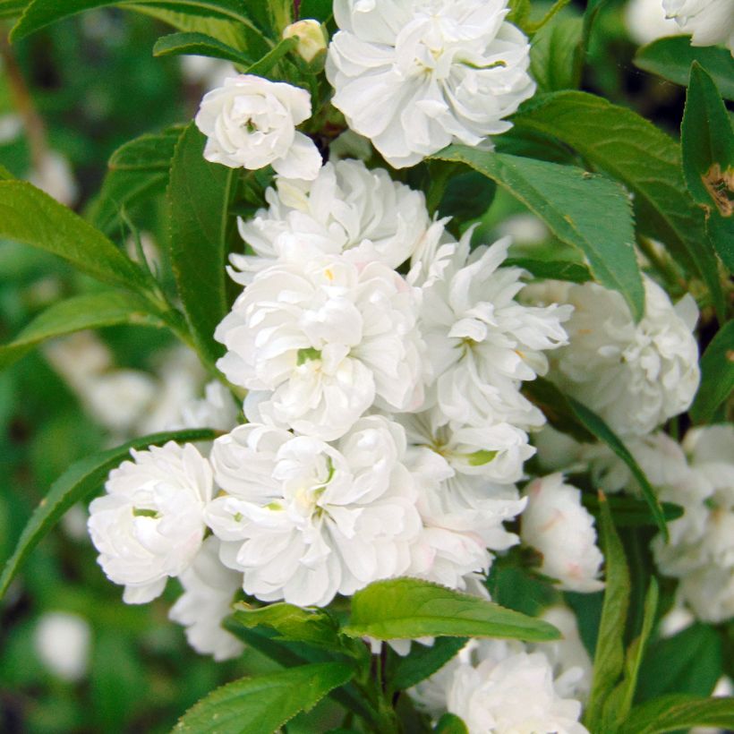 Prunus glandulosa Alba Plena (Floração)