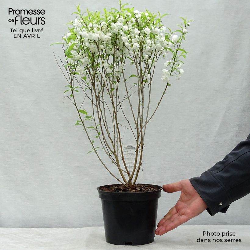 Amostra de Prunus glandulosa Alba Plena Vaso de 2 L/3 L tal como entregue na primavera