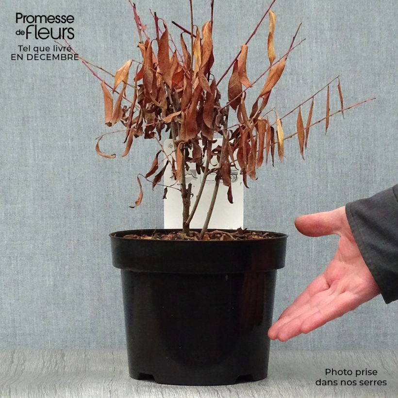 Amostra de Cerisier à fleur - Prunus glandulosa Alba Plena Vaso de 2 L/3 L tal como entregue no inverno