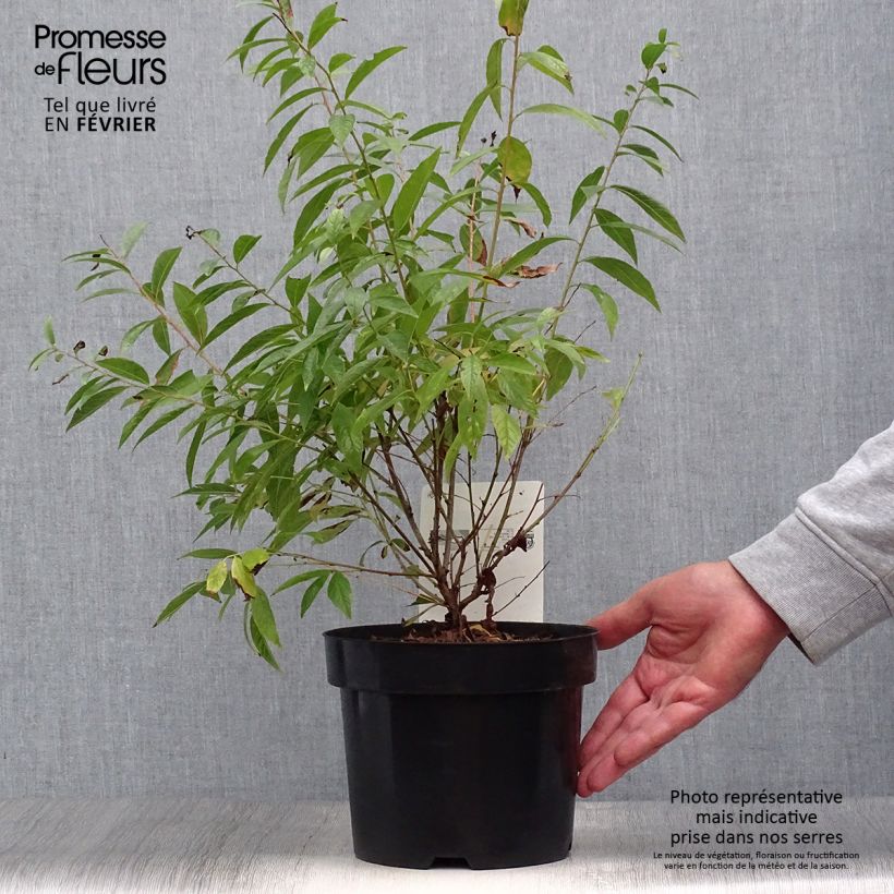Amostra de Prunus glandulosa Alba Plena Vaso de 2 L/3 L tal como entregue no outono