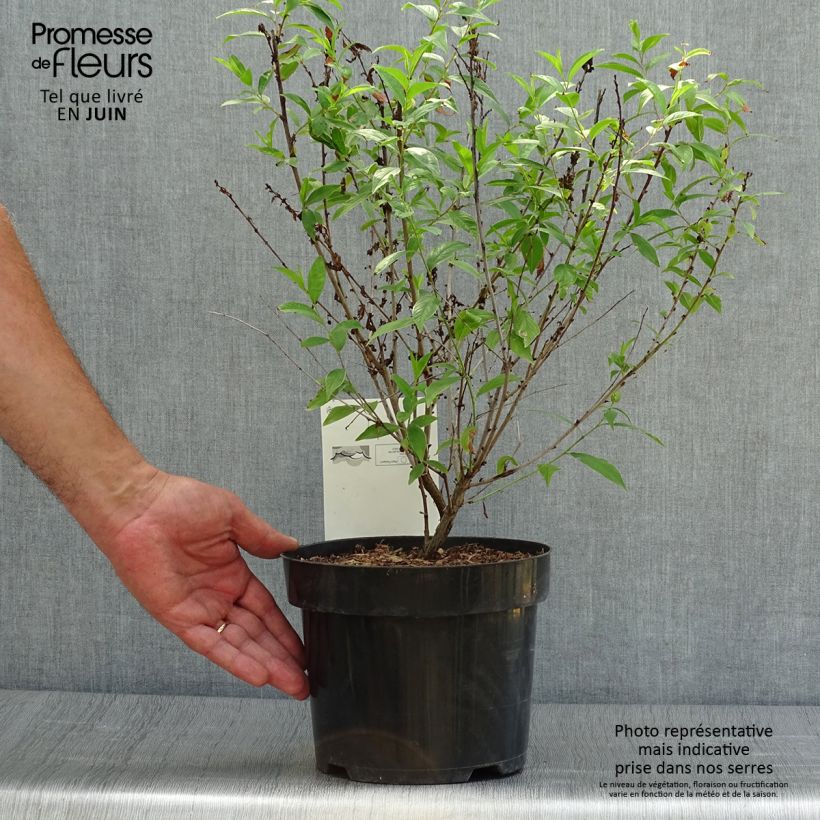 Amostra de Prunus glandulosa Alba Plena Vaso de 2 L/3 L tal como entregue no verão