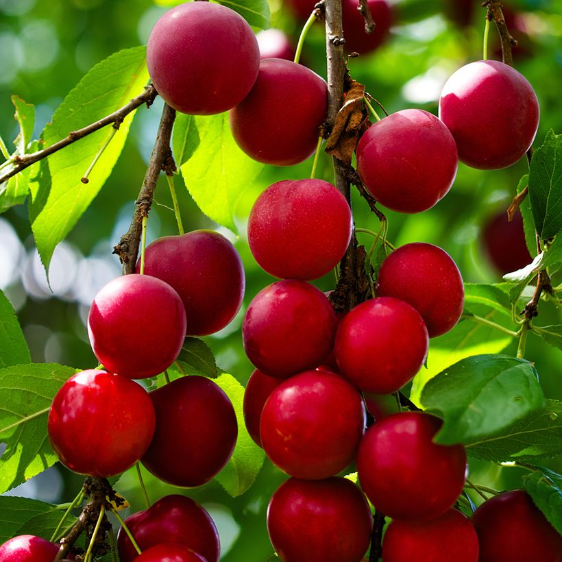 Prunus cerasifera (Colheita)