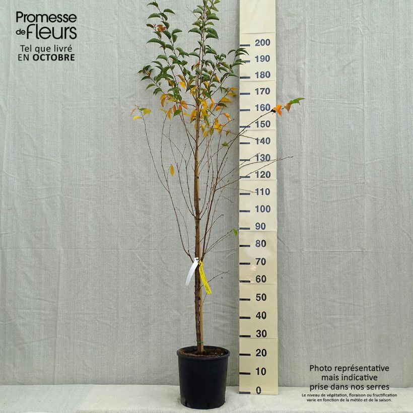 Amostra de Prunus Pandora Vaso de 12 L/15 L, Haste tal como entregue no outono