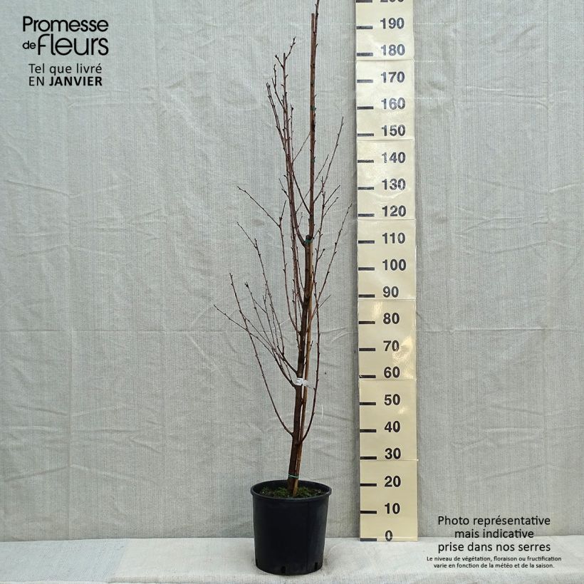 Amostra de Cerisier à fleurs - Prunus Umineko Vaso de 12 L/15 L tal como entregue no inverno