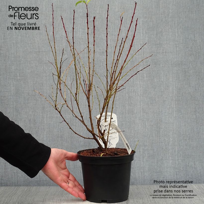 Amostra de Prunus glandulosa Rosea Plena Vaso de 3 L/4 L tal como entregue no outono