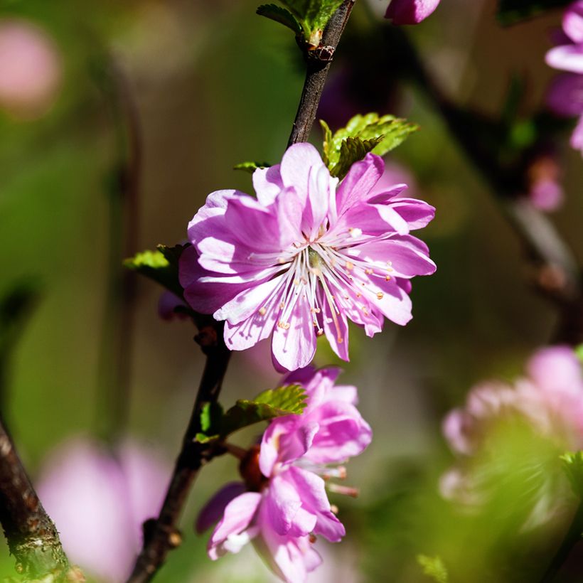 Prunus glandulosa Rosea Plena (Floração)