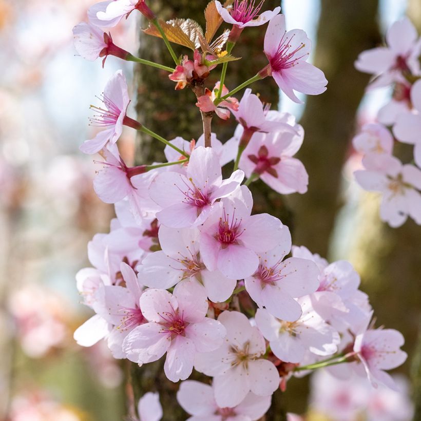 Cerejeira-de-flores - Prunus hillieri Spire (Floração)