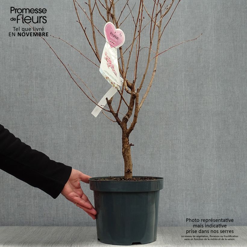 Amostra de Cerejeira de flor - Prunus kurilensis Ruby Vaso de 7,5 L/10 L tal como entregue no outono