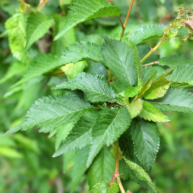 Cerejeira de flor - Prunus kurilensis Ruby (Folhagem)