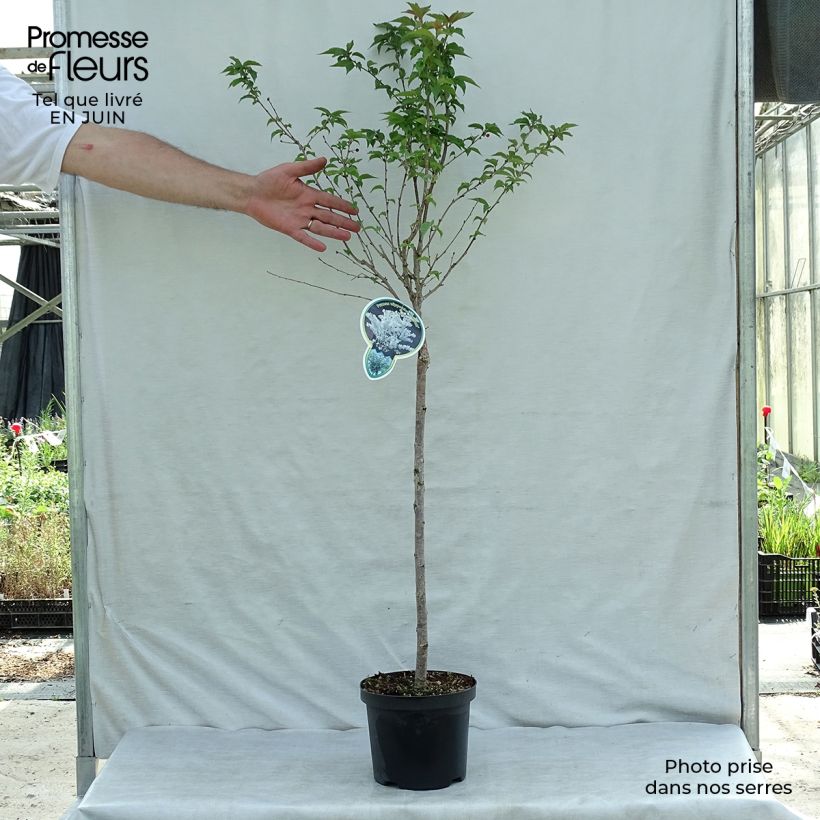 Amostra de Cerejeira de flor - Prunus nipponica Brilliant Vaso de 2 L/3 L tal como entregue no verão