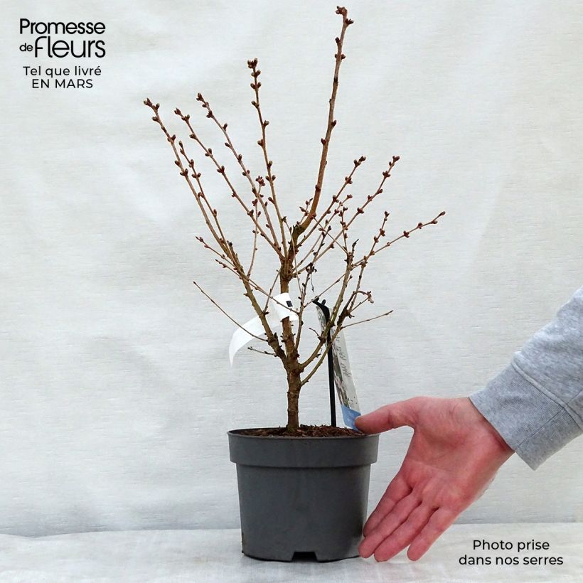 Amostra de Cerejeira de flor - Prunus nipponica Brilliant Vaso de 2 L/3 L tal como entregue na primavera