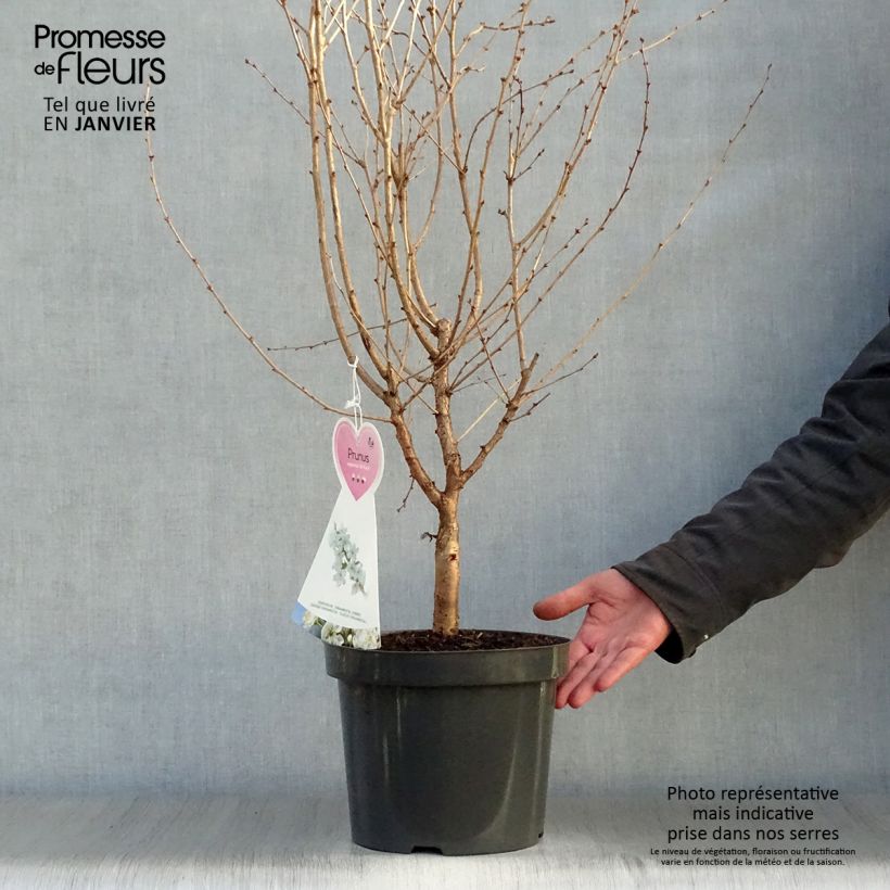 Amostra de Cerisier à fleurs - Prunus nipponica Brillant Vaso de 2 L/3 L tal como entregue no inverno