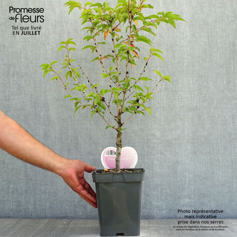 Amostra de Cerejeira de flor - Prunus nipponica Brilliant Vaso de 4 L/5 L, Haste tal como entregue no verão