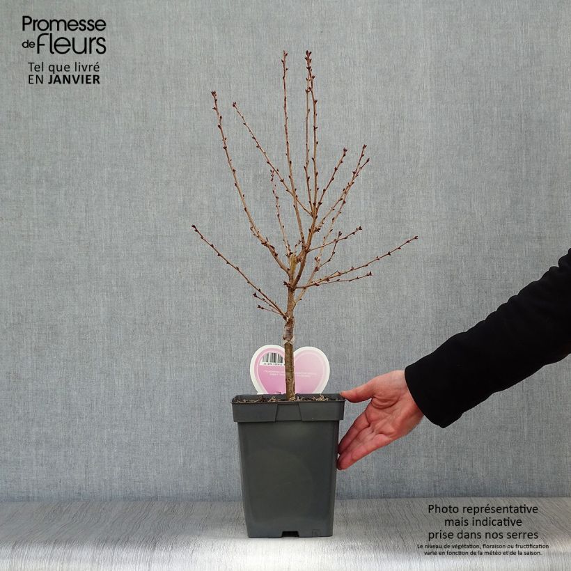 Amostra de Cerisier à fleurs - Prunus nipponica Brillant Vaso de 4 L/5 L tal como entregue no inverno