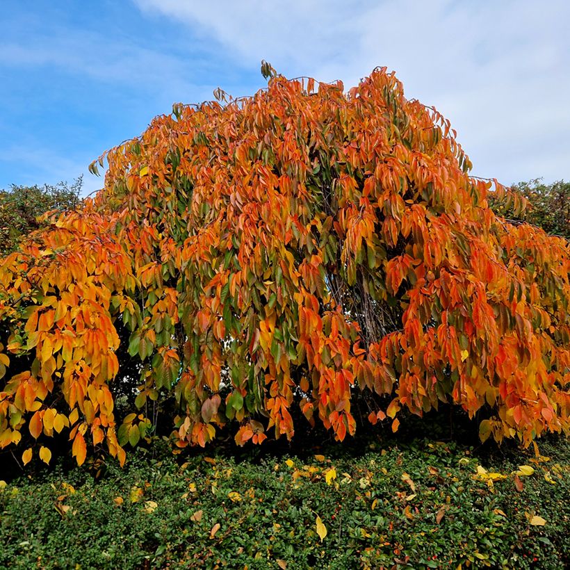 Prunus serrulata Kiku Shidare Zakura (Hábito)