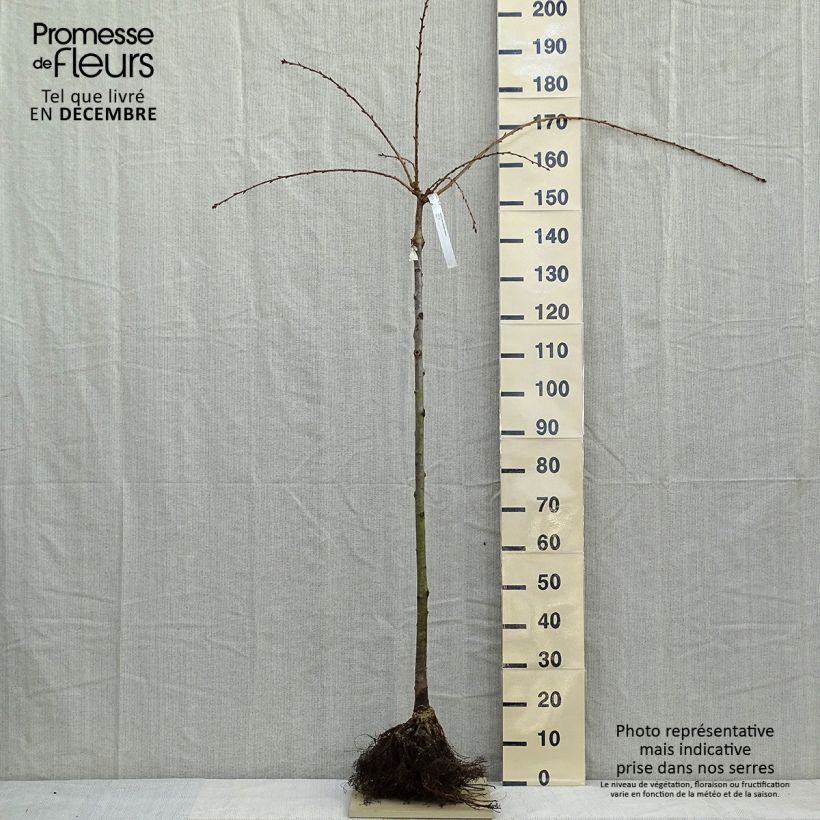 Amostra de Cerisier à fleurs - Prunus serrulata Kiku Shidare Zakura  Raízes nuas tal como entregue no inverno