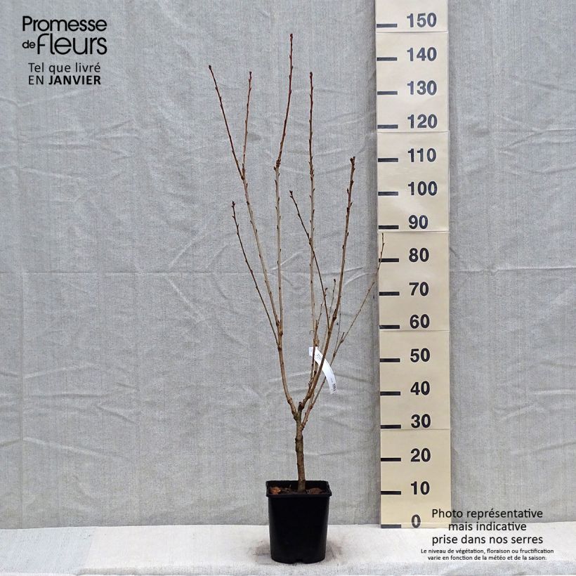 Amostra de Prunus serrulata Pink Perfection Vaso de 4 L/5 L tal como entregue no inverno