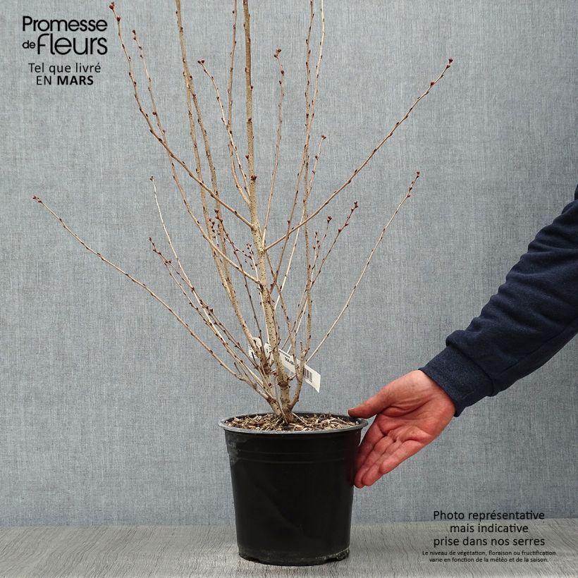 Amostra de Cerisier à fleurs - Prunus subhirtella Fukubana Vaso de 4 L/5 L tal como entregue no inverno