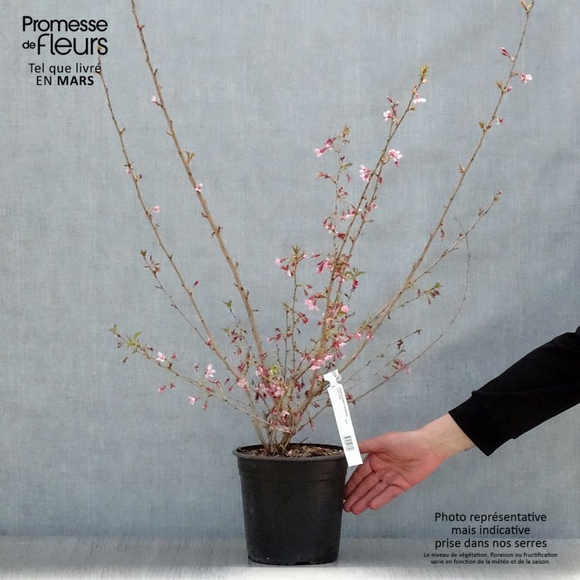 Amostra de Cerejeira de flor - Prunus subhirtella Fukubana Vaso de 4 L/5 L tal como entregue na primavera
