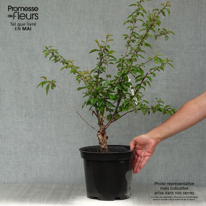 Amostra de Cerejeira de flor - Prunus subhirtella Fukubana Vaso de 7,5 L/10 L tal como entregue na primavera