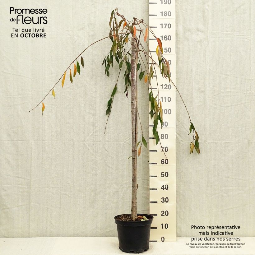 Amostra de Cerejeira de flor - Prunus subhirtella Pendula Rubra Vaso de 7,5 L/10 L, Haste tal como entregue no outono