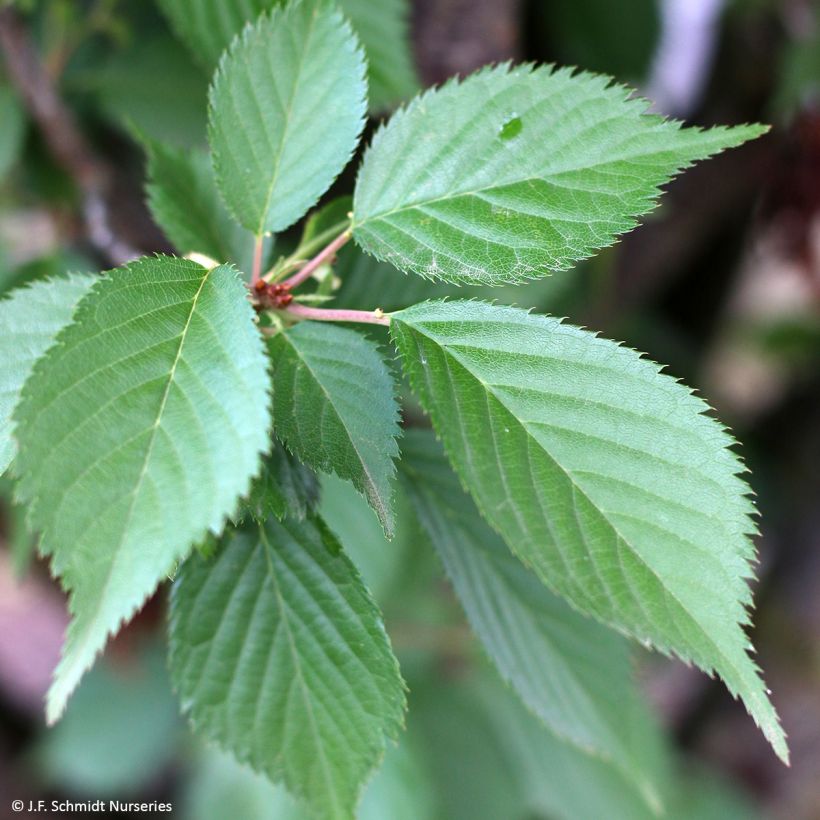Prunus First Blush (Folhagem)