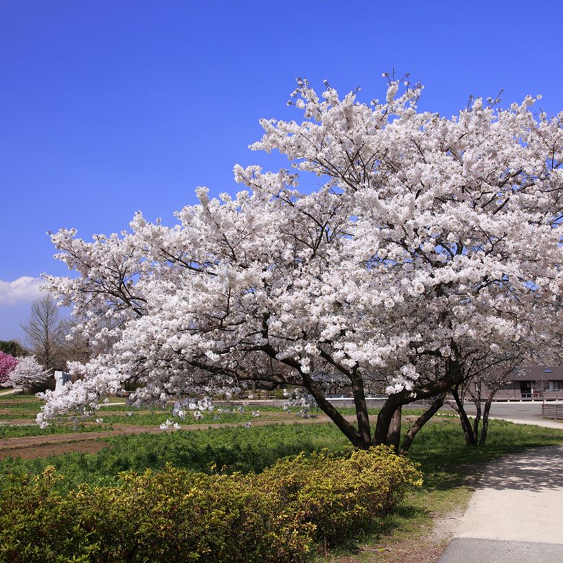 Cerejeira de florida - Prunus yedoensis (Hábito)