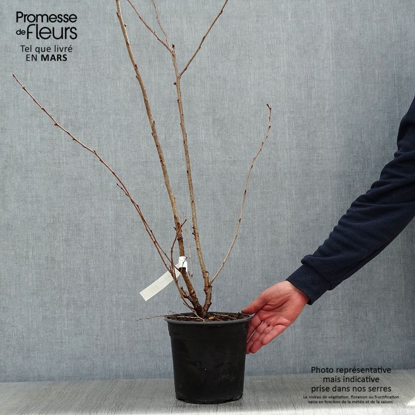 Amostra de Prunus Accolade Vaso de 4 L/5 L tal como entregue no inverno