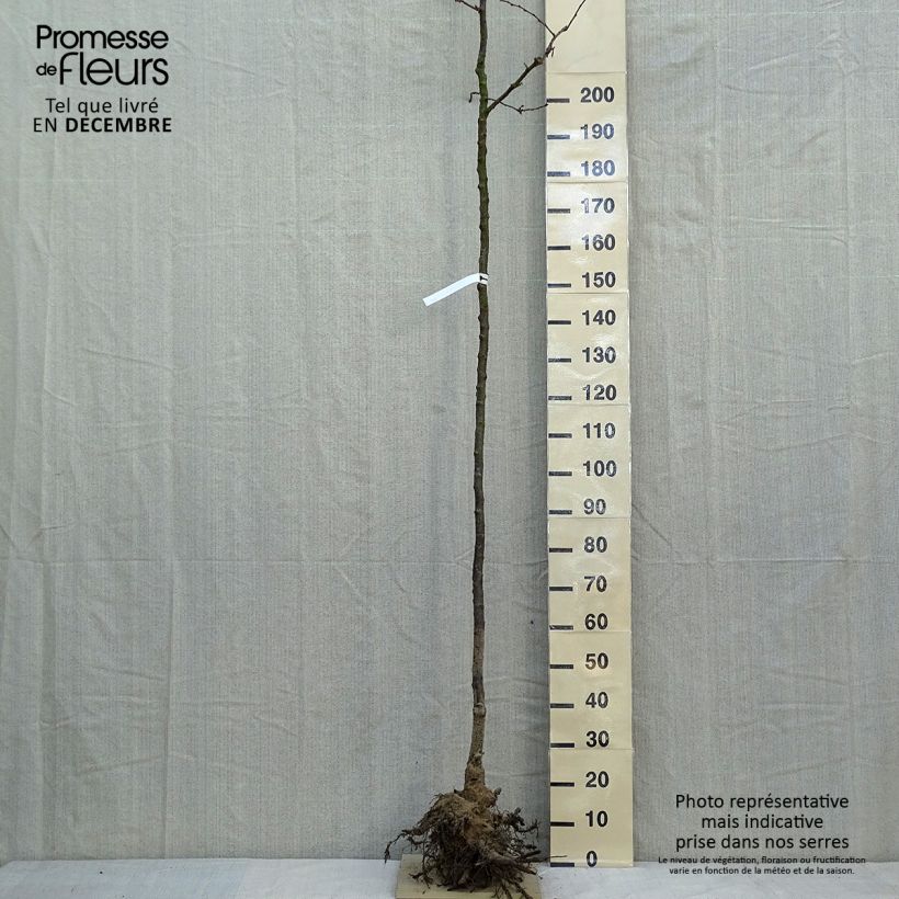 Amostra de Prunus Accolade Raízes nuas tal como entregue no inverno