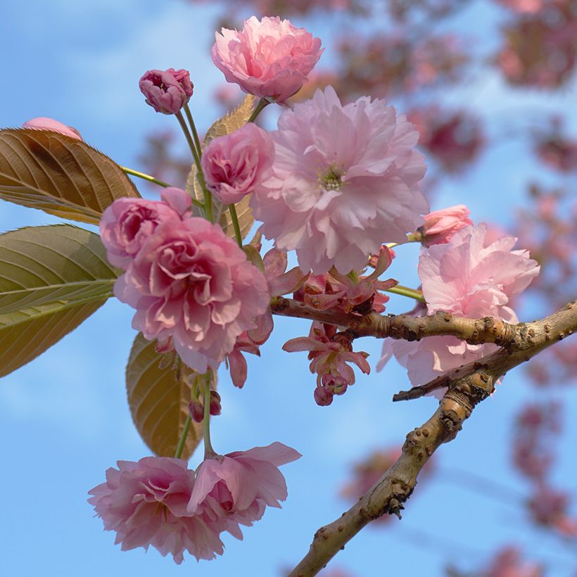 Prunus serrulata Kanzan (Floração)