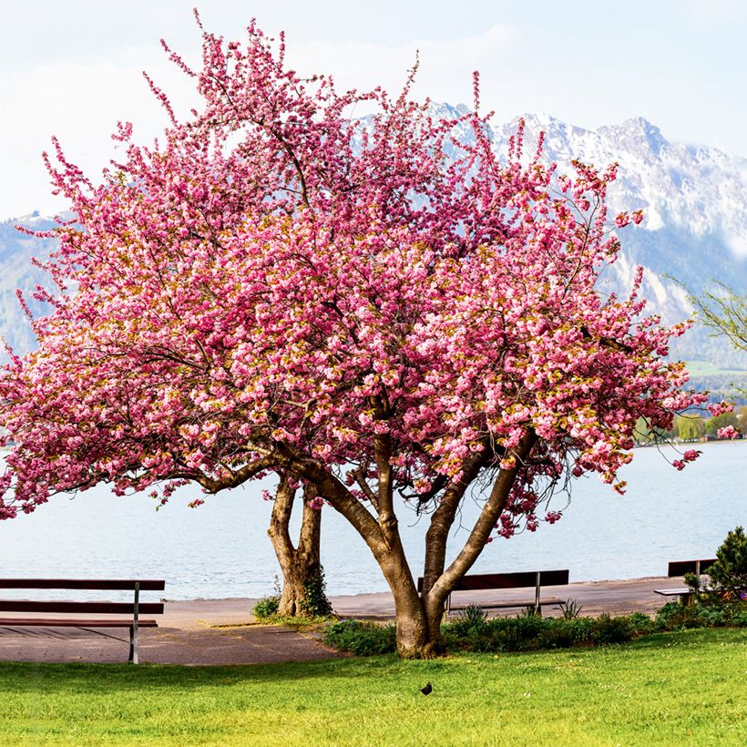 Prunus serrulata Kanzan (Hábito)