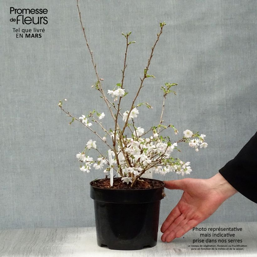 Amostra de Cerejeira-do-japão anã Mikinori - Prunus incisa em flor Vaso de 3 L/4 L tal como entregue na primavera