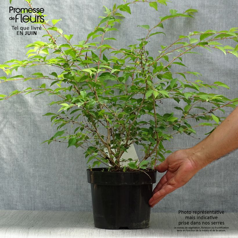 Amostra de Cerejeira-do-japão anã Mikinori - Prunus incisa em flor Vaso de 3 L/4 L tal como entregue no verão