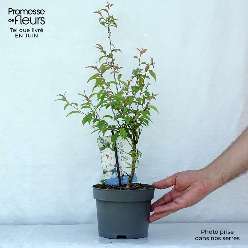 Amostra de Cerejeira-do-japão anã Oshidori - Prunus incisa em flor Vaso de 2 L/3 L tal como entregue no verão
