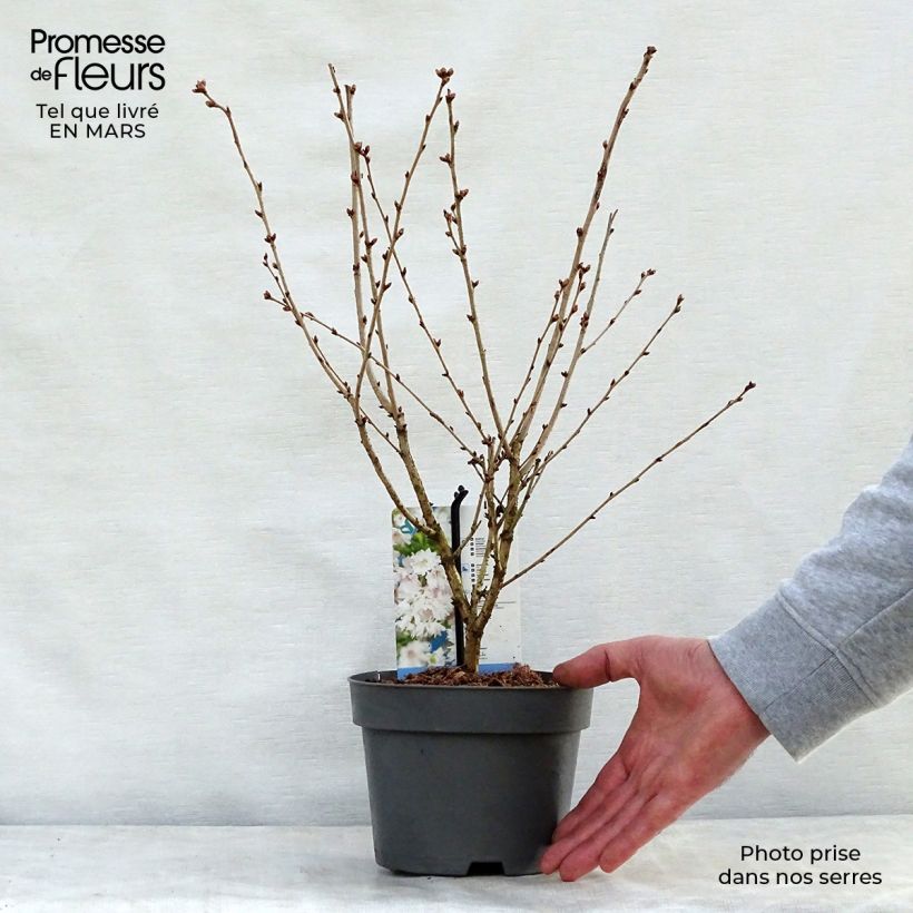 Amostra de Cerejeira-do-japão anã Oshidori - Prunus incisa em flor Vaso de 2 L/3 L tal como entregue na primavera