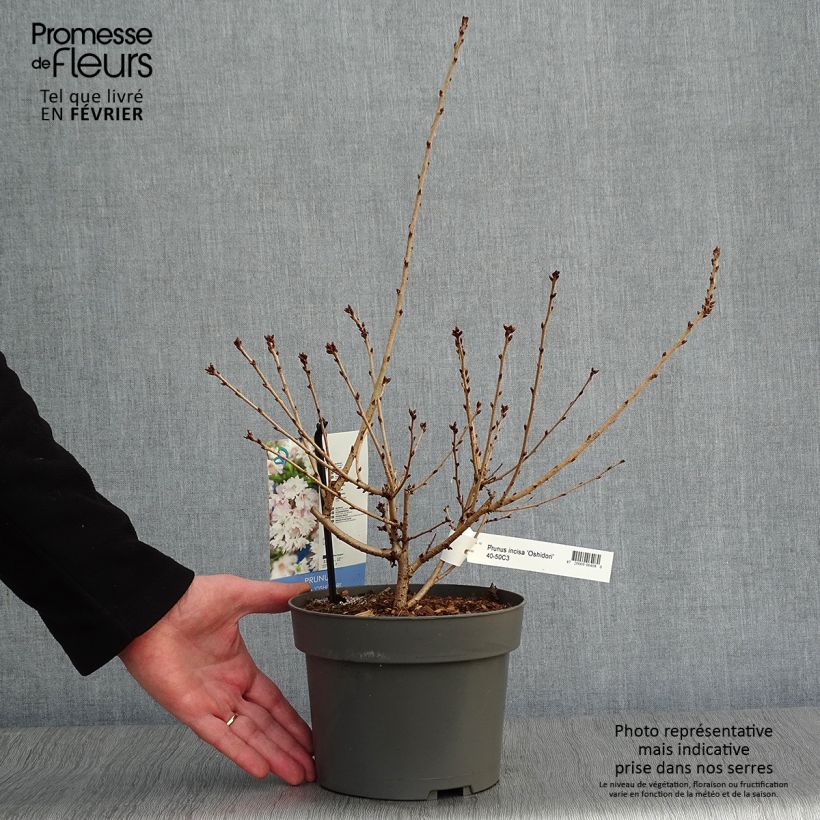 Amostra de Cerisier à fleurs du Japon nain - Prunus incisa Oshidori Vaso de 2 L/3 L tal como entregue no inverno