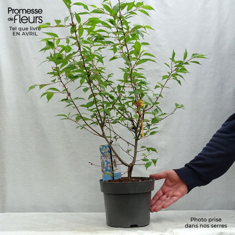Amostra de Cerejeira-do-japão anã Paean - Prunus incisa em flor Vaso de 2 L/3 L tal como entregue na primavera