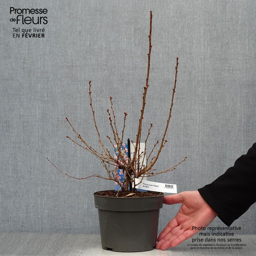 Amostra de Cerejeira-do-japão anã Paean - Prunus incisa em flor Vaso de 2 L/3 L tal como entregue no inverno
