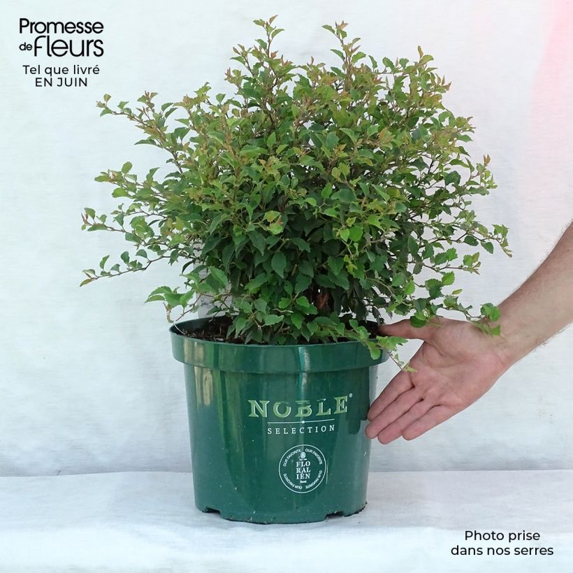 Amostra de Cerejeira-do-japão anã Kojo no mai - Prunus incisa em flor Vaso de 7,5 L/10 L tal como entregue no verão