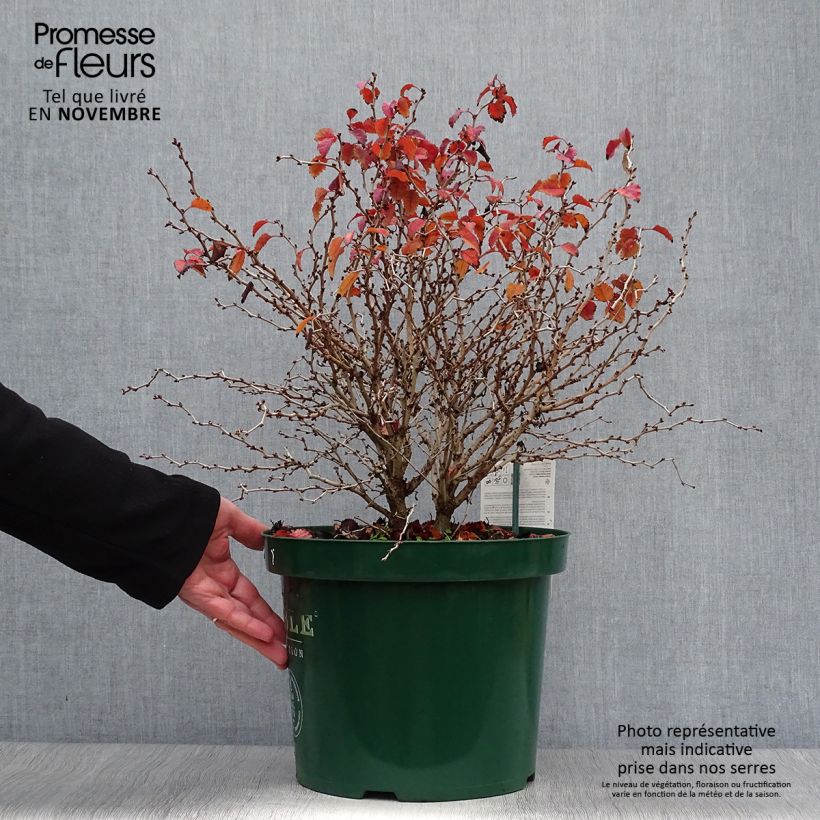 Amostra de Cerejeira-do-japão anã Kojo no mai - Prunus incisa em flor Vaso de 7,5 L/10 L tal como entregue no outono