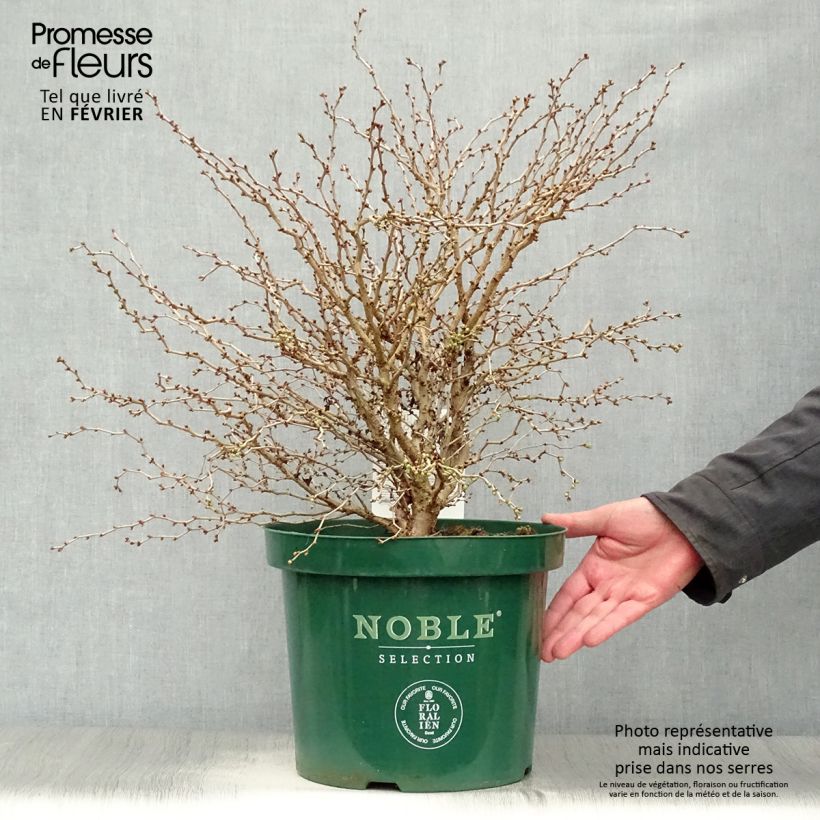 Amostra de Cerejeira-do-japão anã Kojo no mai - Prunus incisa em flor Vaso de 7,5 L/10 L tal como entregue no inverno