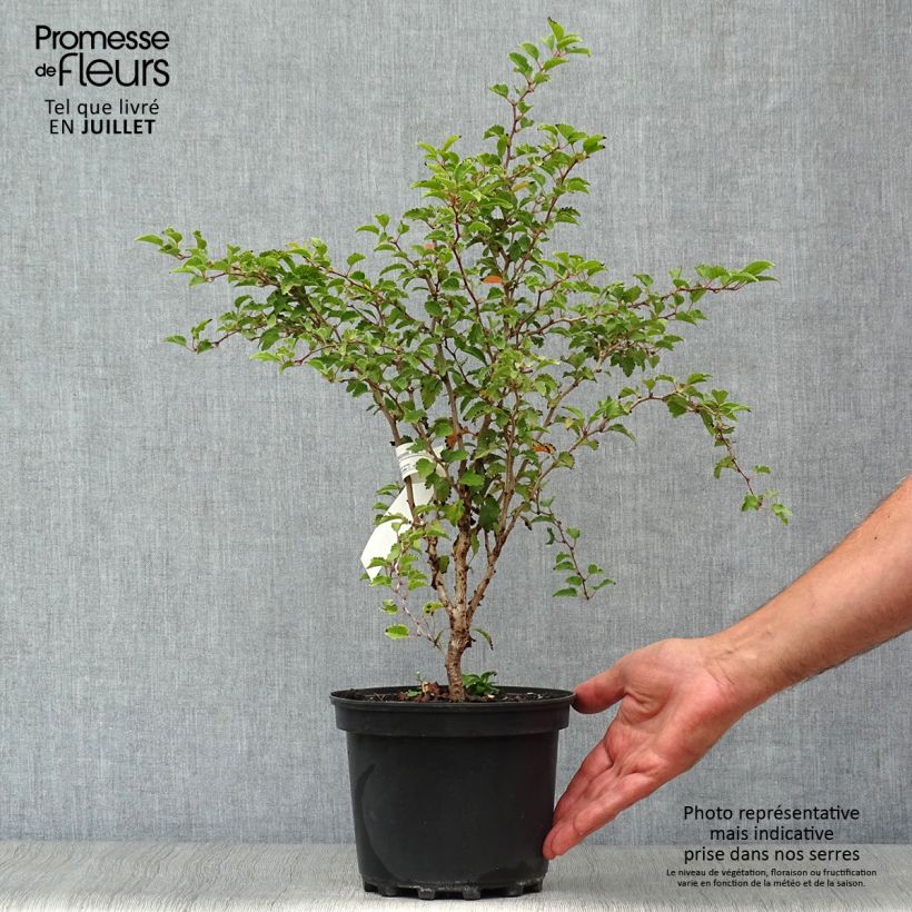 Amostra de Cerejeira-do-japão anã Kojo no mai - Prunus incisa em flor Vaso de 2 L/3 L tal como entregue no verão
