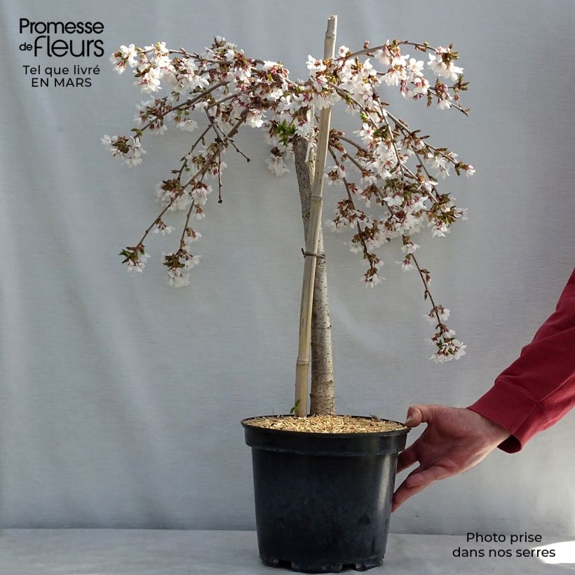 Amostra de Cerejeira-florida - Prunus Snow Fountains Vaso de 7,5 L/10 L, Haste tal como entregue na primavera