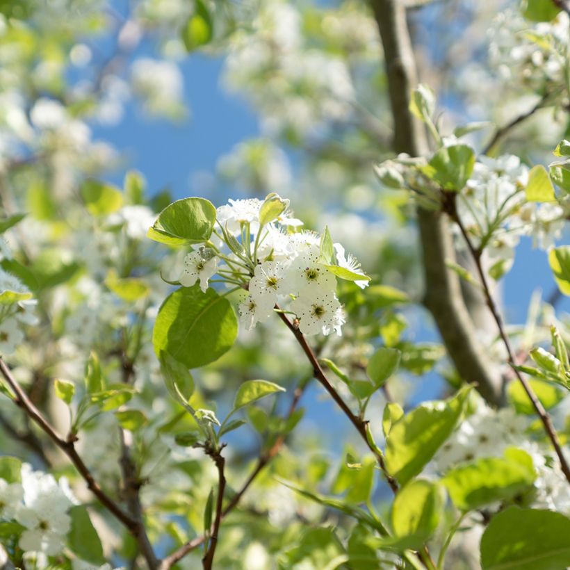 Prunus serrulata Sunset Boulevard (Floração)