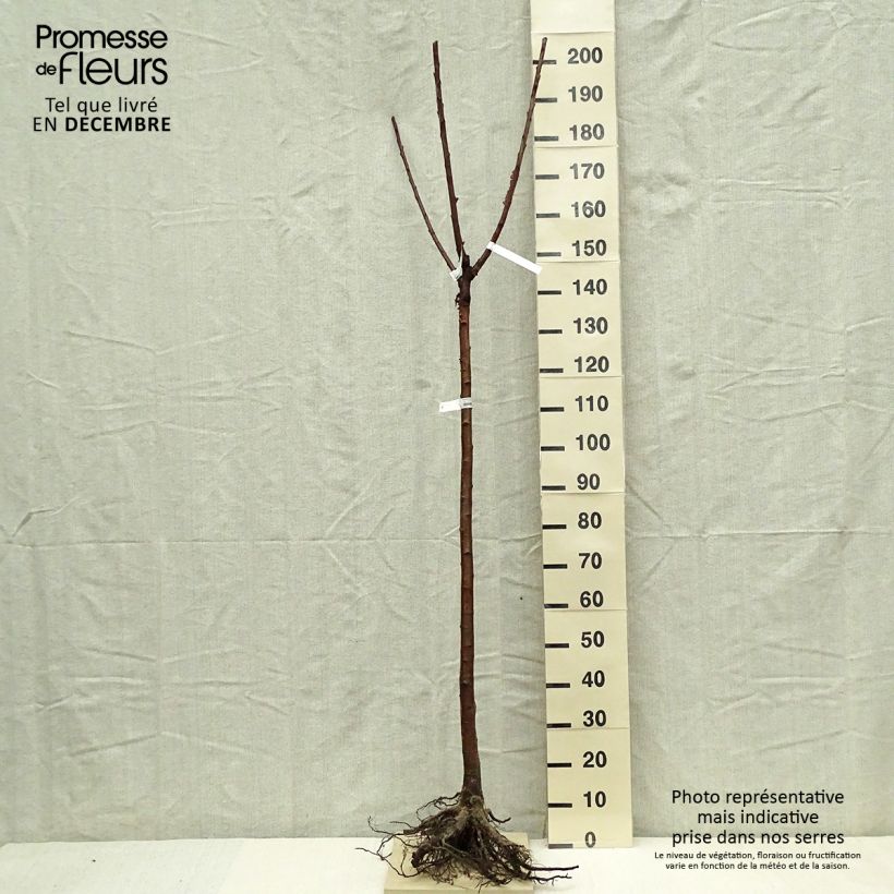 Amostra de Cerisier bigarreau Bigalise - Georges Delbard Raízes nuas, Meia haste tal como entregue no inverno