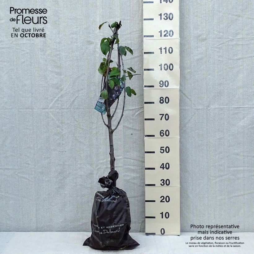 Amostra de Cerejeira Bigaaeau Bigalise Georges Delbard - Prunus avium Torrão "Pronto a plantar", Copo tal como entregue no outono